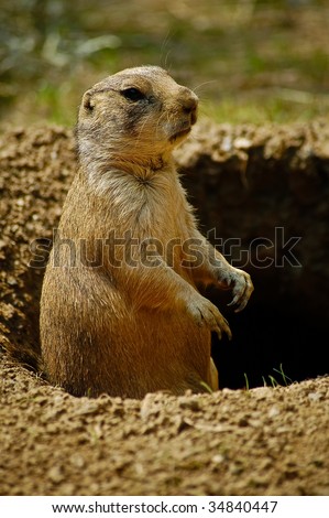 Prairie Dog / Groundhog in Hole Portrait (doesn\'t see it\'s shadow)