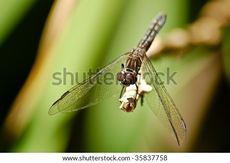 Macro View of Dragonfly with Red Detailed Eyes