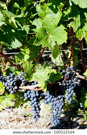 blue grape in Bordeaux Region, Aquitaine, France