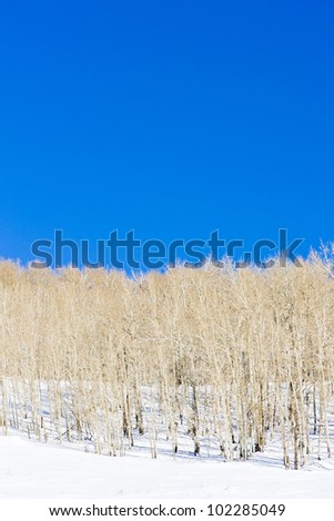 winter forest, Utah, USA