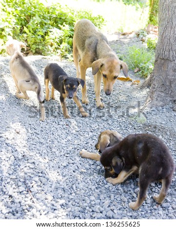 female dog with puppies, Tobago
