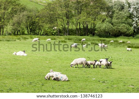landscape with sheep, Cumbria, England