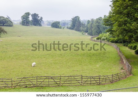 landscape with sheep, Stowe, Buckinghamshire, England