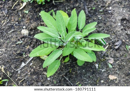 herbs in garden - sage