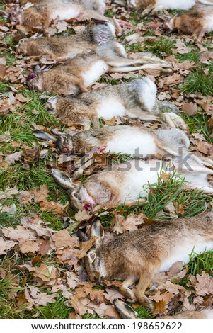 excludes of caught animals (hare)