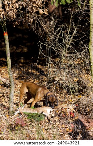 hunting dog with a catch in forest
