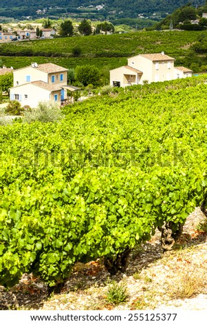 vineyards near Vaison-la-Romaine, Vaucluse Department, Provence, France