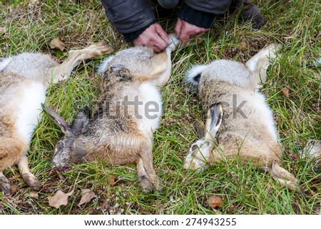 excludes of caught animals (hare)