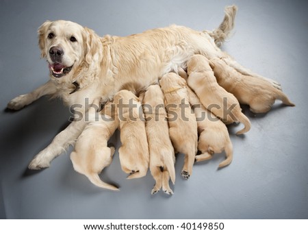 image: stock-photo-female-dog-of-golden-retriever-with-puppies-40149850