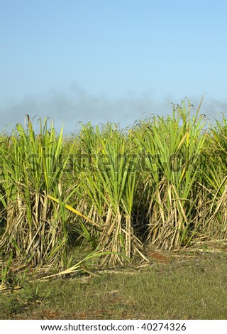 sugar cane field, Rene Fraga, Cuba