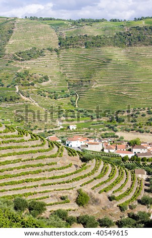 vineyard in Douro Valley, Portugal