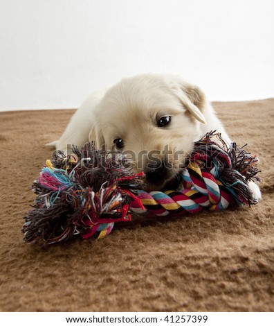 golden retriever puppy playing. stock photo : puppy of golden retriever playing on blanket