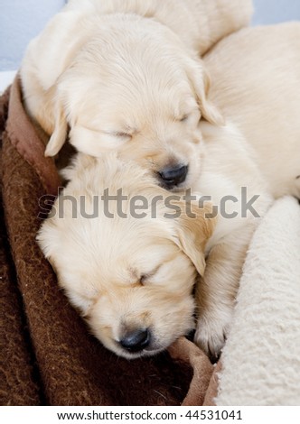 golden retriever puppies sleeping. stock photo : sleeping puppies