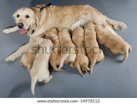 female dog of golden retriever with puppies
