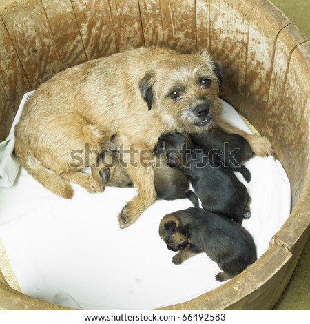 Border Terrier Puppies on Female Dog With Puppies Border Terrier Stock Photo 66492583