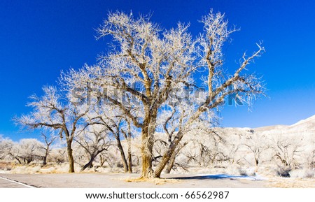 winter trees, Utah, USA