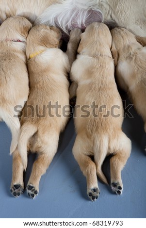 detail of female dog of golden retriever with puppies