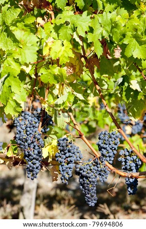red grape in Bordeaux Region, Aquitaine, France