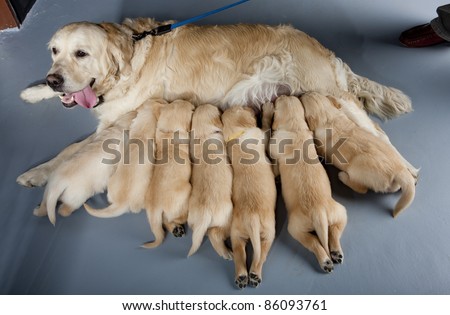 female dog of golden retriever with puppies