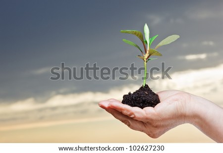 Hand holding a small plant