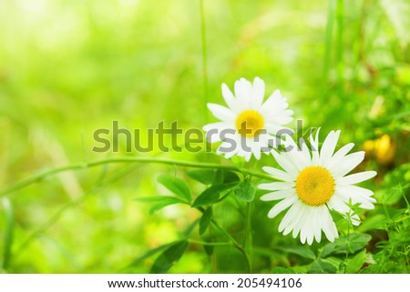 Spring daisy -charm of summer