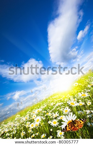 Panorama of solar meadow and ?utterfly on camomile