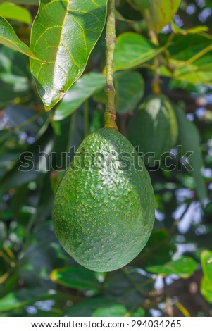 Avocados growing on Tree