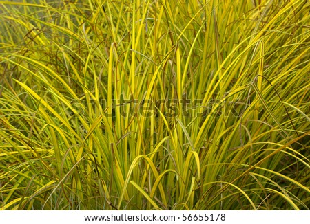 Yellowish Grass