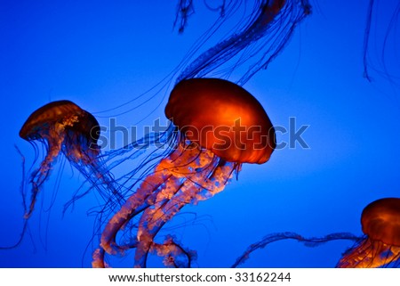 Jellyfishes lightened in red and blue