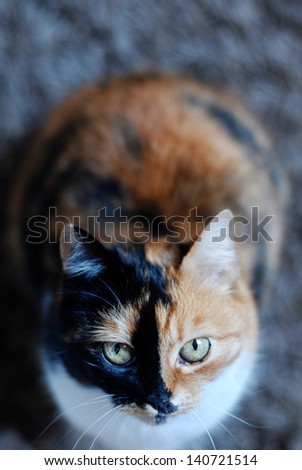 Beautiful calico cat