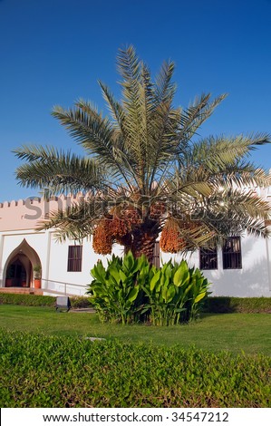 date palm tree in desert. date palm tree in desert.