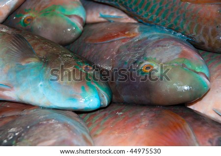 Parrot Fish in a Dubai  Fish Market