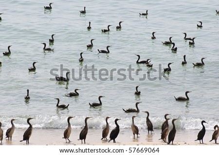 Cormorants in the Arabian Peninsula