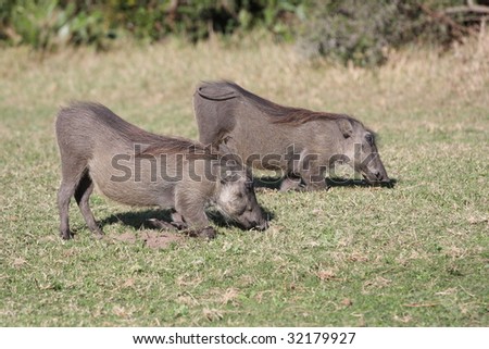 Two Warthogs kneeling to eat in South Africa