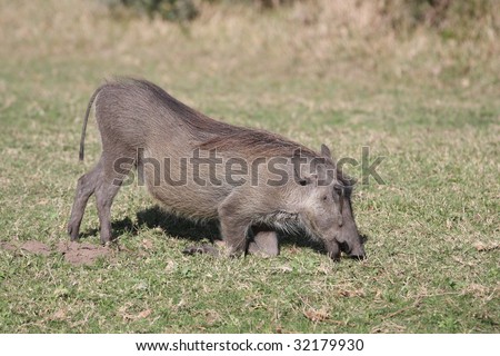 A Warthog kneels to eat in the Eastern Cape of South Africa
