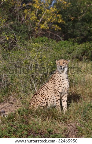 Cheetah sitting in the long grass