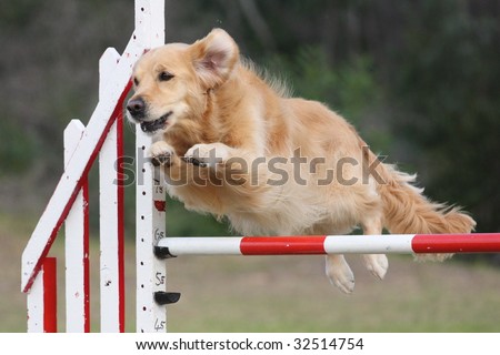 Golden Retriever leaps over a jump - Dog Agility at it\'s Best!