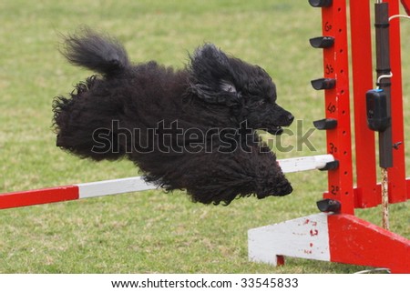Toy Poodle flies over a jump