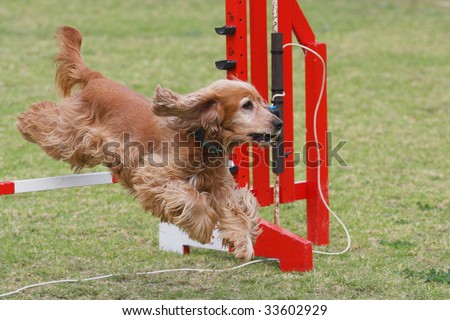 Cocker Spaniel jumps over a dog agility hurdle