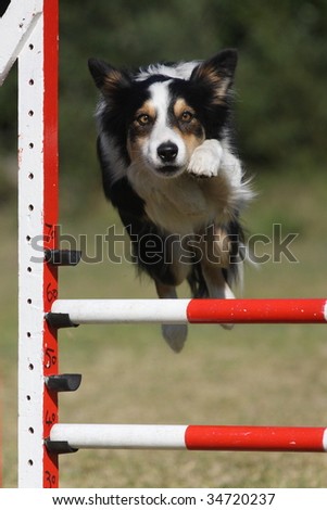 Tri color border collie Dog jumps in dog Agility