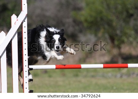border collie dog leaps over a jump