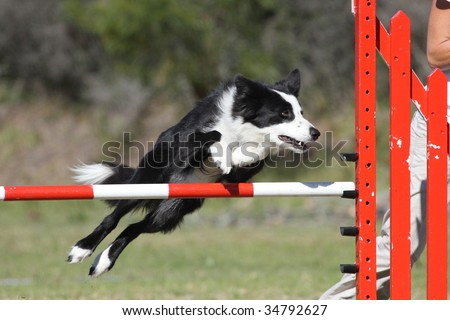 border collie dog flies over a jump