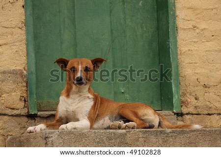 Study of a village dog in front of a green door