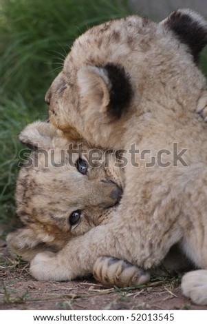 Naissances, tout ptits… - Page 4 Stock-photo-baby-lion-cubs-52013545