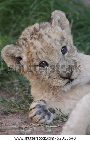 baby lion cubs playing. stock photo : Baby Lion Cub