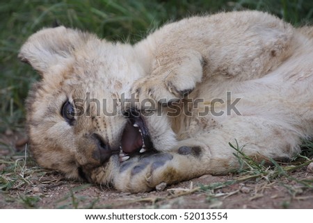 baby lion cubs playing. stock photo : Baby Lion Cub