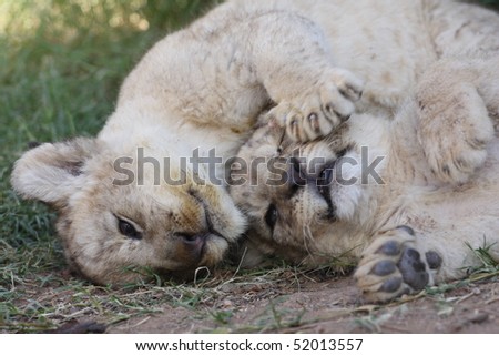 baby lion cubs playing. Baby+lion+cubs+playing