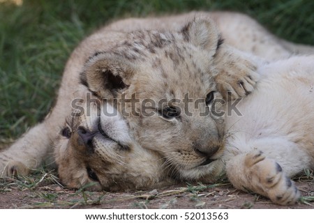 baby lion cubs playing. stock photo : Baby Lion Cub