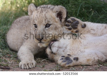 baby lion cubs playing. aby lion cubs playing. stock