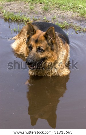 German Schäferhund cool down in a wet spot